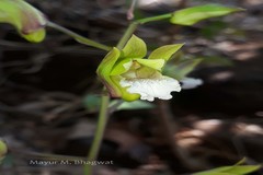 Eulophia spectabilis